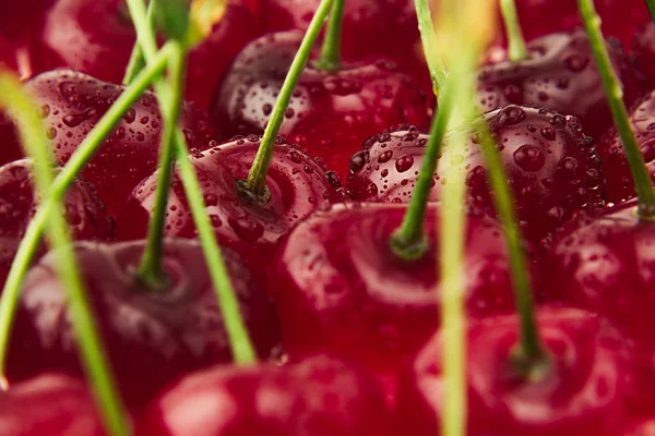 Cherry background. Ripe fresh rich cherries with  tails and drops of water. Macro. Texture. Fruit background. Food background.