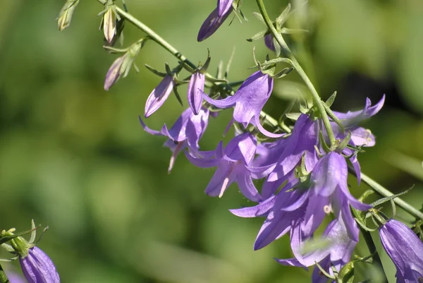 Bell flower field