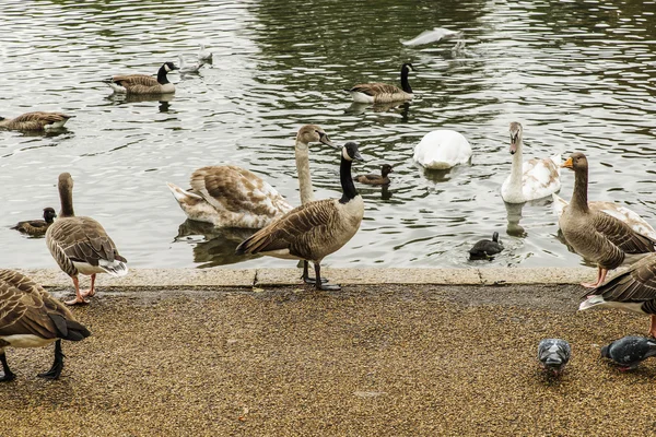 Swans, ducks and geese in Hyde Park