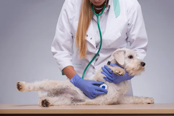 Female veterinarian examines little dog with stethoscope