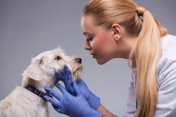 Cute little dog visits vet