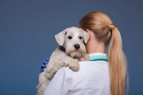 Beautiful female vet holding cute dog