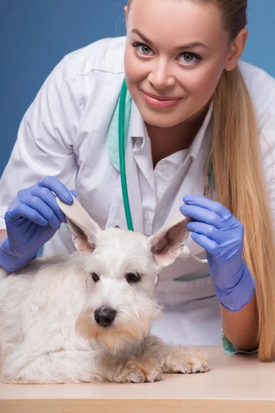 Female veterinarian examines little dog ears