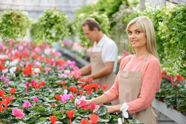 Nice florists working in the greenhouse