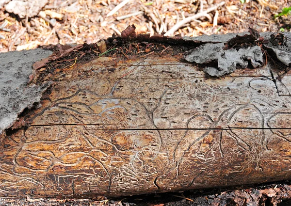 Termite damage to a wood