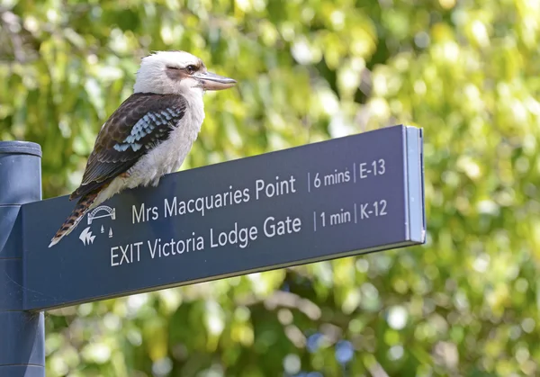 Kookaburra bird, Sydney, Australia