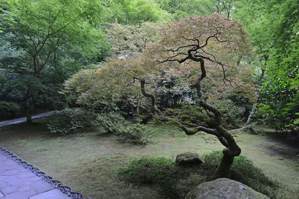 Japanese garden landscape