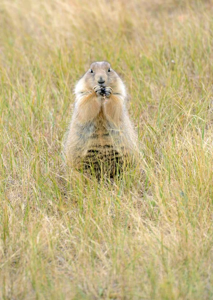 Prairie dogs are burrowing rodents native to several Rocky Mountain and Great Plains states and live in large communities underground.