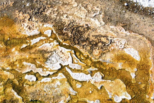 Thermophile Bacteria mats in hot spring runoff, Yellowstone National Park