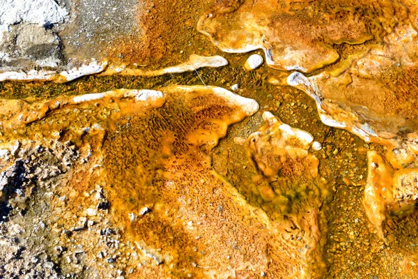 Thermophile Bacteria mats in hot spring runoff, Yellowstone National Park
