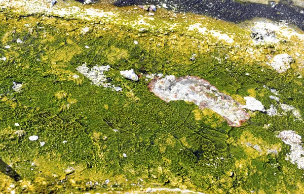 Thermophile Bacteria mats in hot spring runoff, Yellowstone National Park