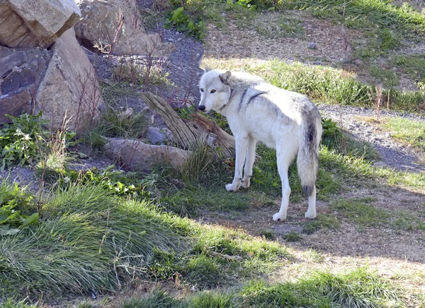 Gray wolf in yellowstone, Rocky Mountains, a success story