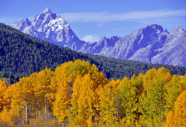 Autumn foliage, fall colors in Grand Teton National Park