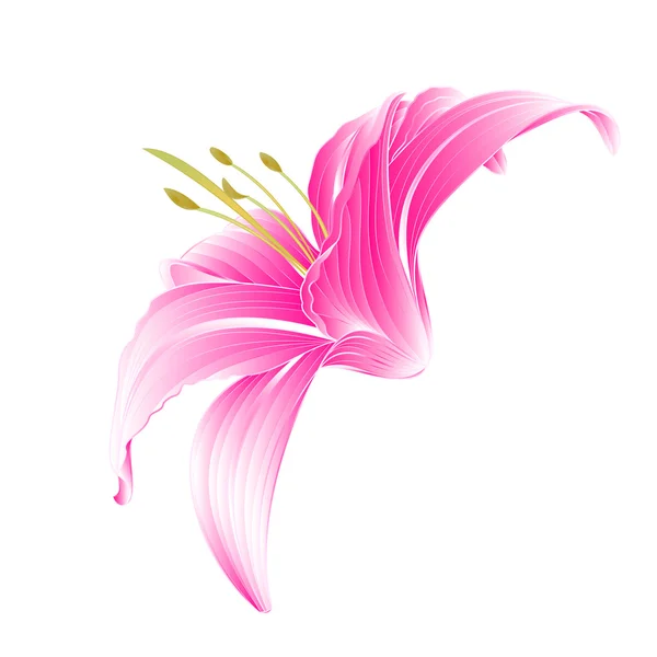 Flower pink lily  vector