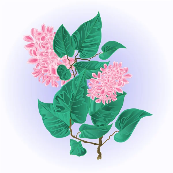 Branch of lilac flowers vector illustration