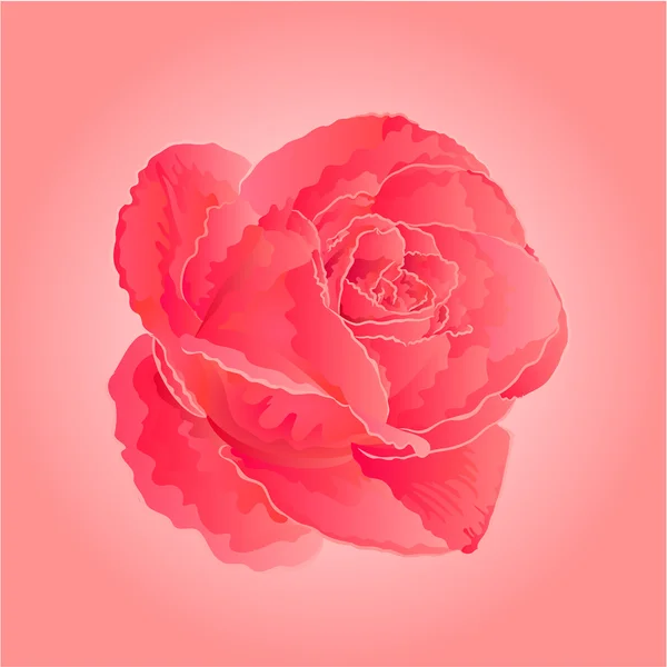 Flower pink rose vector