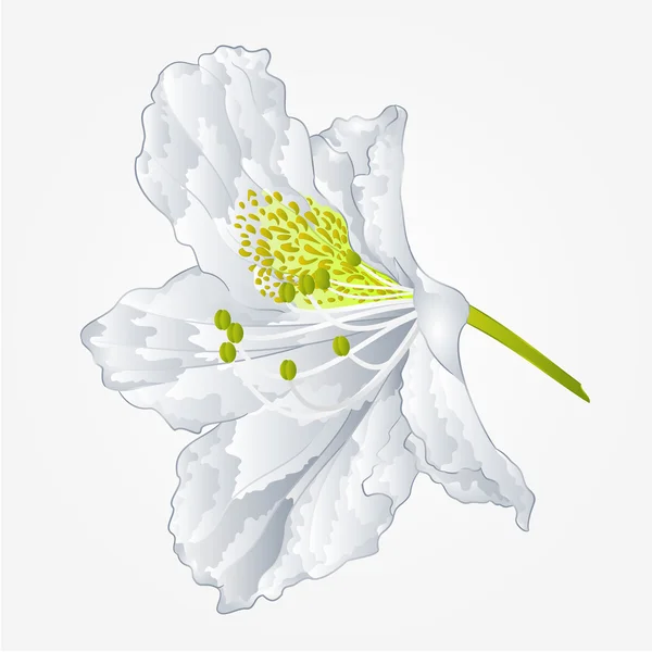 Flower white simple rhododendron vector