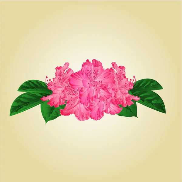 Bouquet of pink rhododendrons vector