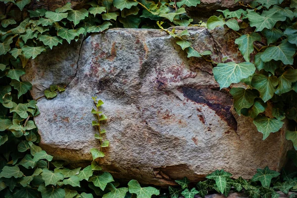 The stone ivy-covered. Background. Template