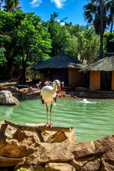 White stork on the side of the pool