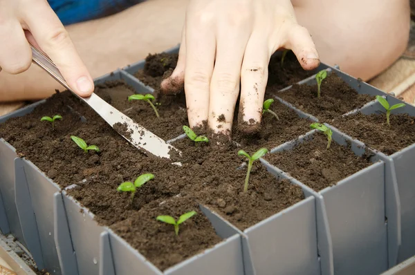 Planting process of tomato sprouts