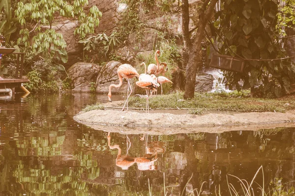 Retro looking Flamingo bird in a pond