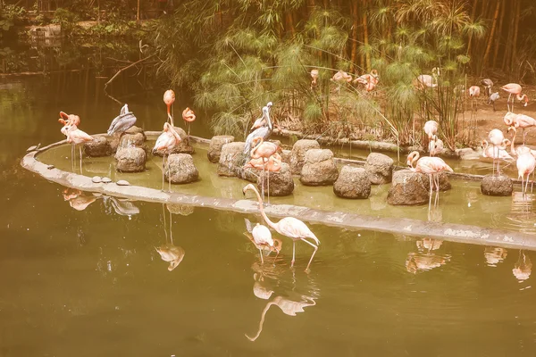 Retro looking Flamingo bird in a pond