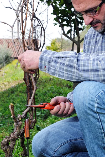 Pruning of the vineyards