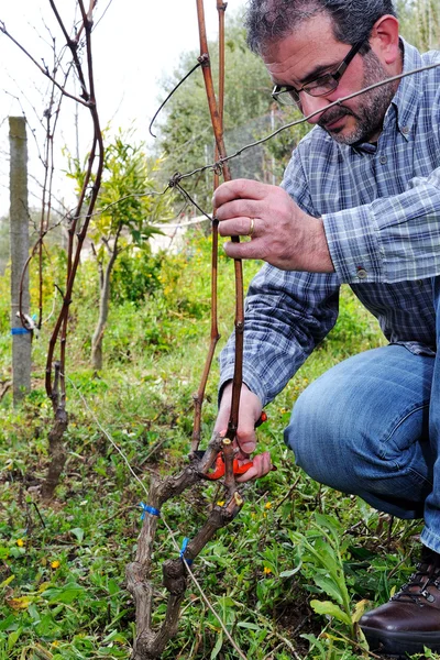 Pruning of the vineyards