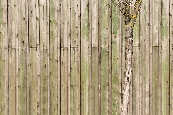 Old fence background and tree