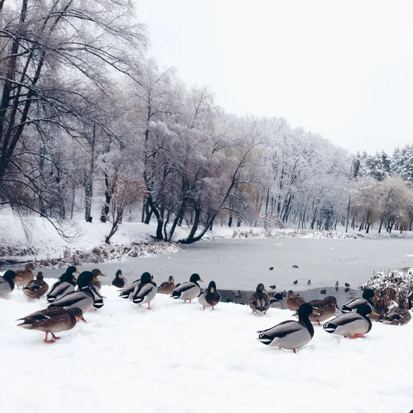 Ducks on the shore of lake in winter