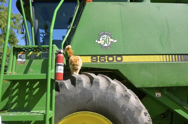 A kitten crawls on the huge tire of a self propelled combine