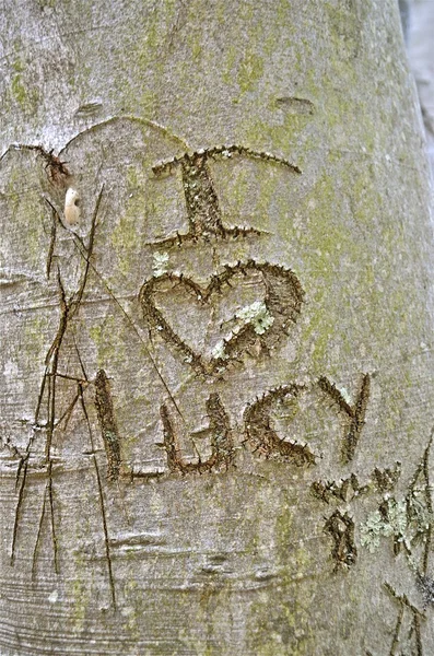 Carving in a tree
