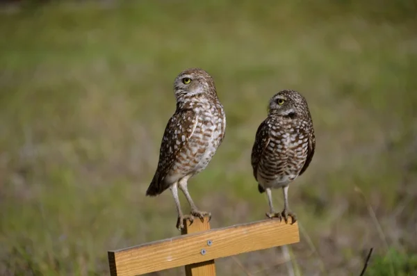 Burring Owls perched  on a stand
