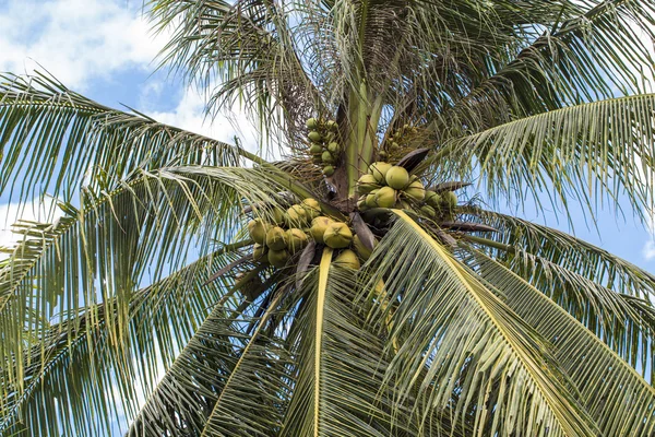 Coconut cluster on coconut tree