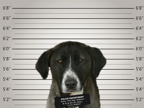 Dog in a police mugshot pose