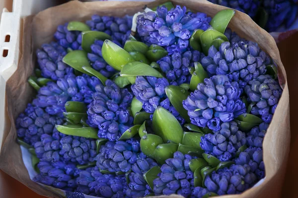 A bucket full of Hyacinths