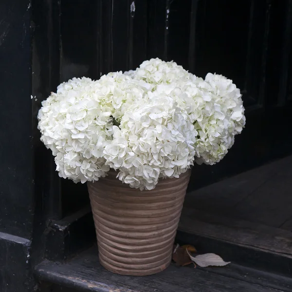 White hydrangea in ceramic vase near black dooron the street