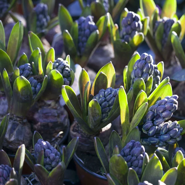 Background blue hyacinths