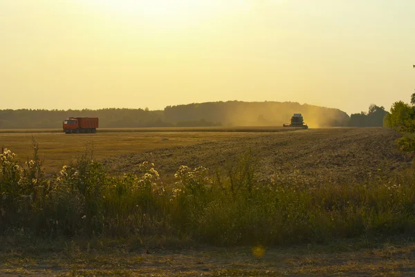 Harvester in the field gather the harvest