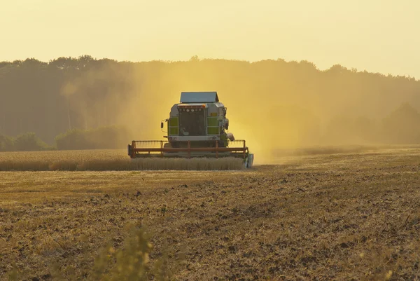 Harvester in the field gather the harvest