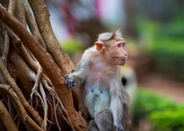 Bonnet Macaque, part of the Banyan Tree Troop.