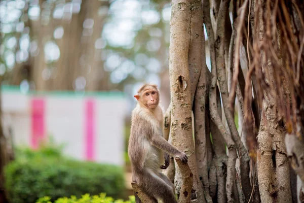 Bonnet Macaque, part of the Banyan Tree Troop.