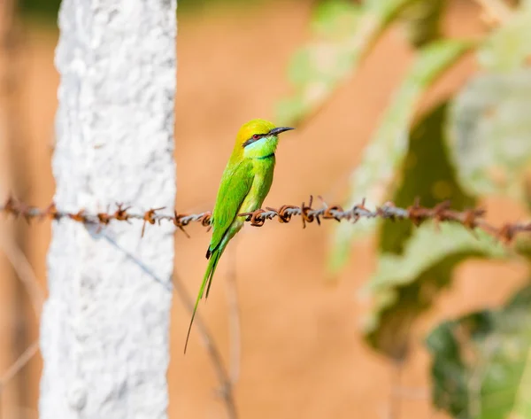 Green Bee eater perched on a barbed wire fence.