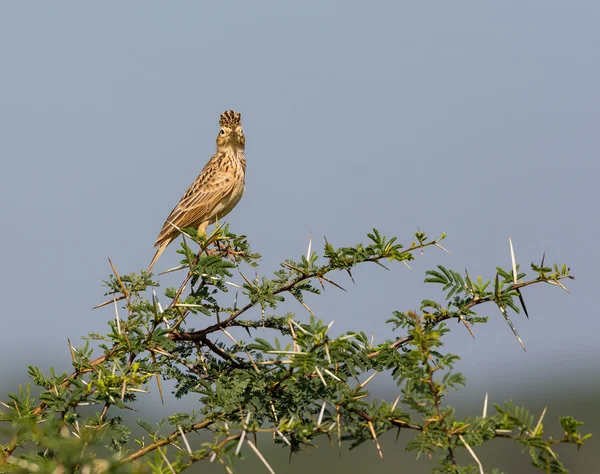 The Malabar lark is common in the Indian countryside.