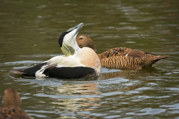 Courtship Common Eider adult male during the mating season, the Netherlands