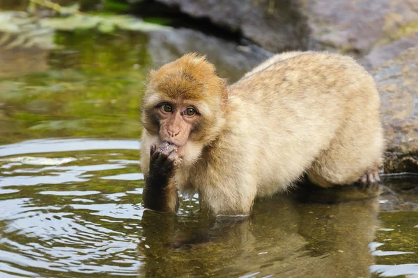 Young Barbary macaque takes food out of the water, The Netherlands