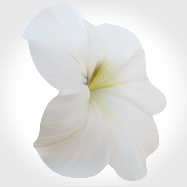 White Petunia on light backdrop. Single flower.