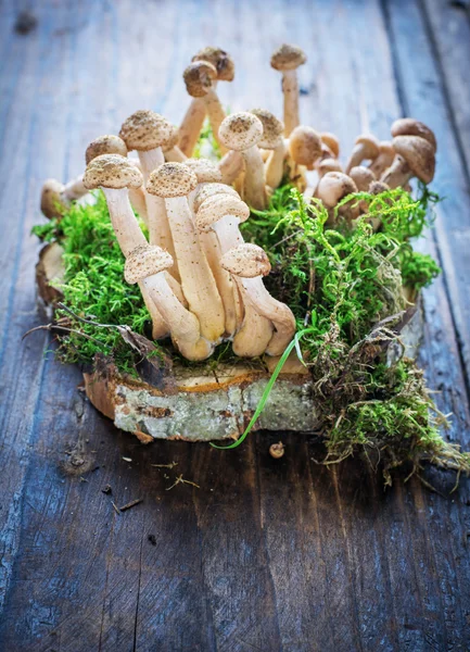 Group of wild forest mushrooms on wooden saw cut