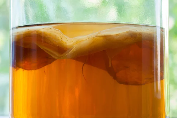 Natural kombucha fermented tea beverage healthy organic drink in vintage glass close up texture. Superfood pro biotic japanese fungus.